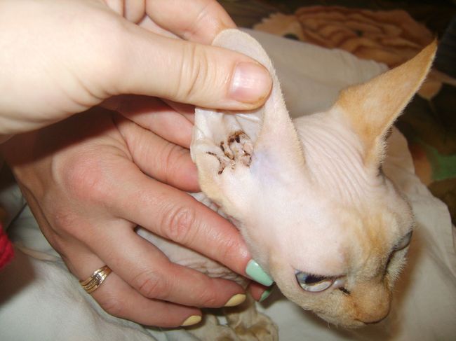 Ear mites in cats pictures, symptoms, treatment